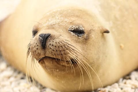 A fur seal rouses from its slumber in Galapagos - Credit: GAVIN HAINES