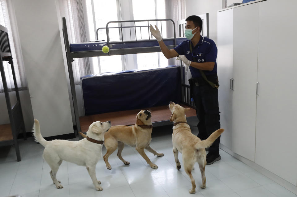 A dog trainer plays with left to right Angel, Bravo and Bobby, Labrador Retrievers, during a break in their training at the Veterinary Faculty of Chulalongkorn University in Bangkok, Thailand, Friday, May 21, 2021. Thailand has deployed a canine virus detection squad to help provide a fast and effective way of identifying people with COVID-19 as the country faces a surge in cases, with clusters found in several crowded slum communities and large markets. (AP Photo/Sakchai Lalit)