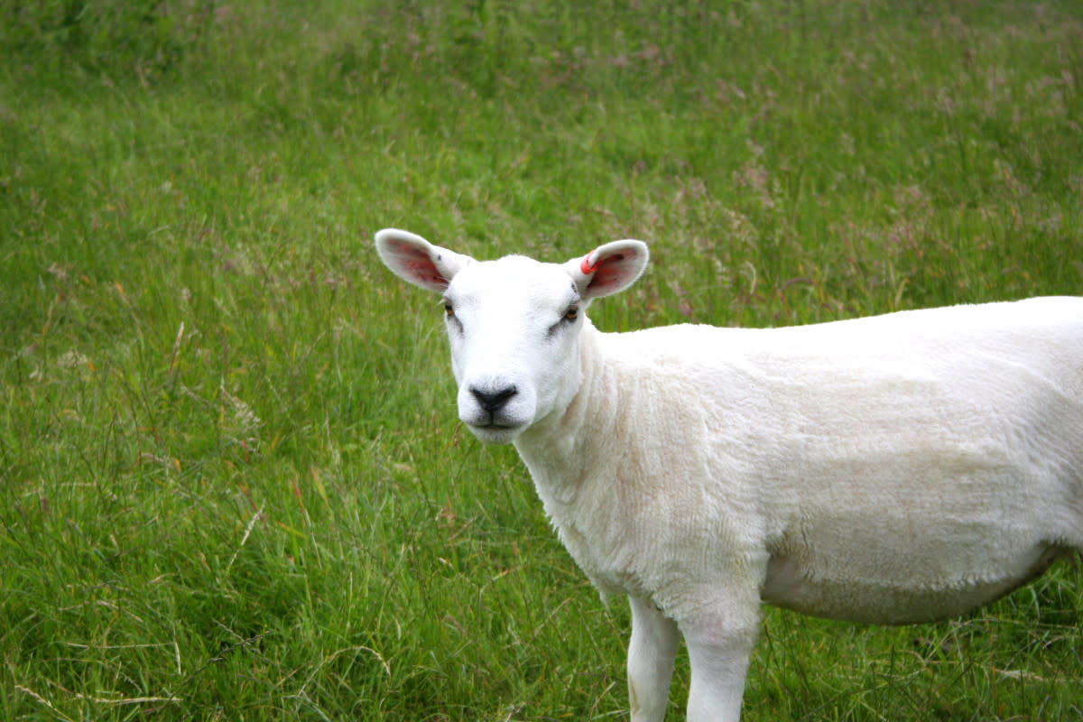 Rescue Sheep Gets New Prosthetic Leg Thanks to Donations From Generous ...