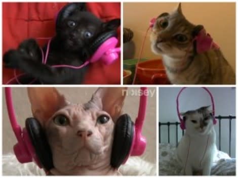 A hilarious video of cats rocking out to Gangnam Style