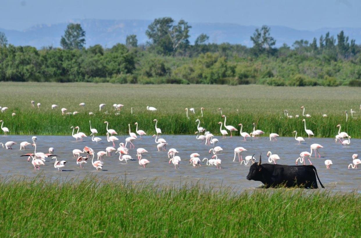 Flamants roses en Camargue. La Camargue est la plus grande zone humide de France et une des plus importantes de Méditerranée. Damien Cohez, Fourni par l'auteur