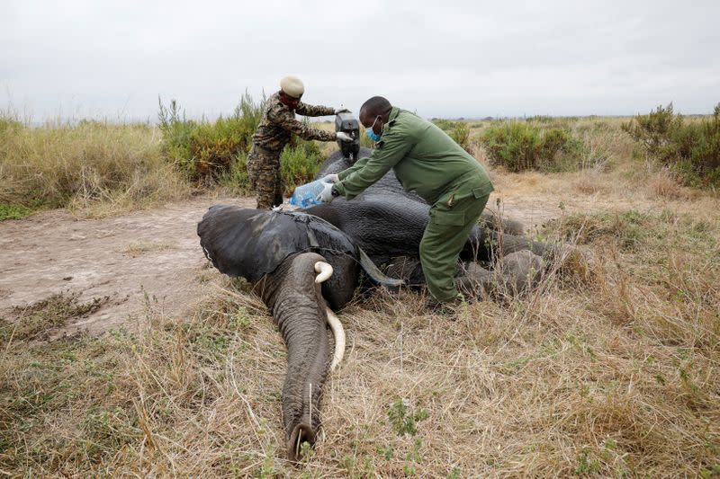 Veterinary staff pour water on a tranquillised elephant to wake up after it was fitted with a transmitter on World Elephant Day, in the Amboseli National Park