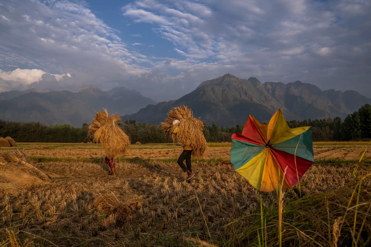 People carry harvested paddy in a rice field on the outskirts of Srinagar in India  (AP)