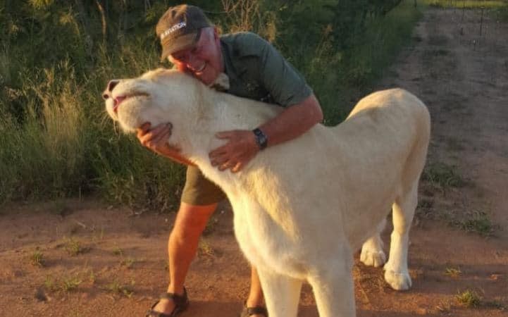 The lions had lived at Mathewson's lodge since they were rescued as cubs - Lion Tree Top Lodge/Facebook