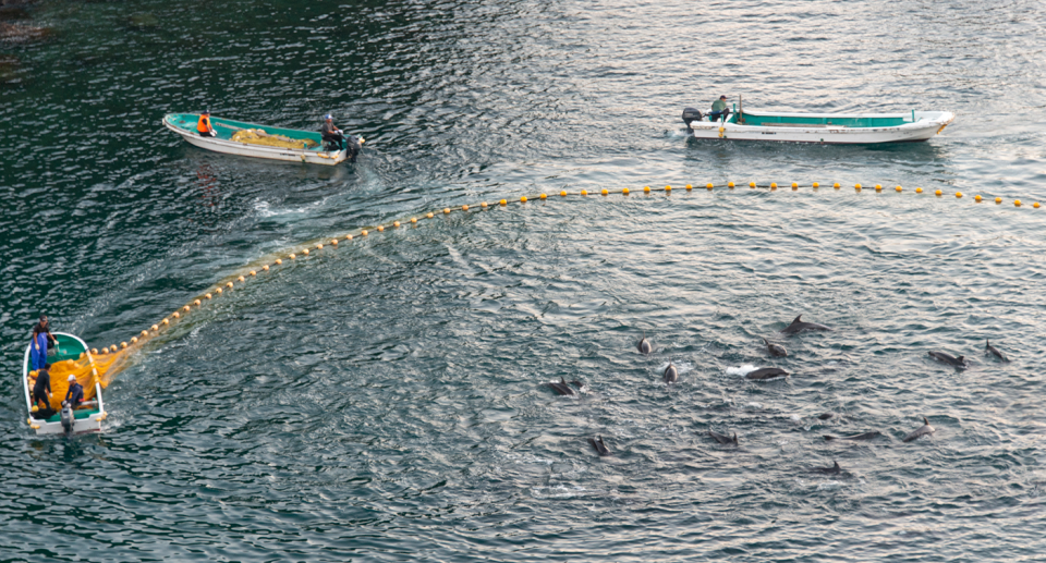 An aerial shot of boats surrounding a pod of dolphins in Taiji.