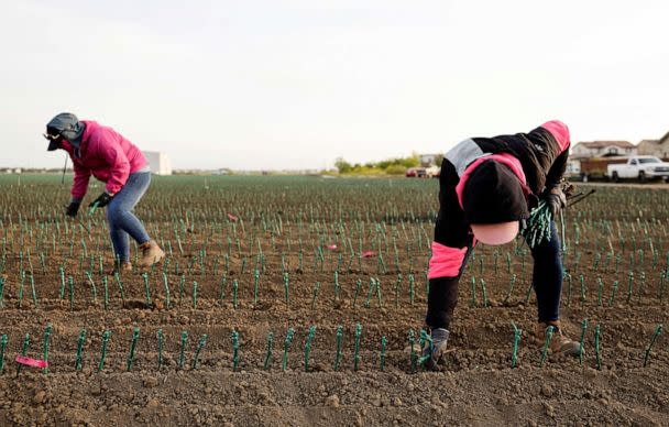 PHOTO: In this April 25, 2022, file photo, farm workers plant Novavine drought-resistant grapevines at a farm in Woodland, Calif. (Fred Greaves/Reuters, FILE)