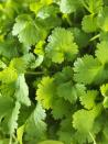 <p>Cilantro is technically an annual, but it self-seeds so profusely that you rarely have to replant next season. Make sure to let it flower to attract pollinators and allow it to reseed itself, or use the seeds, which are known as coriander. Cilantro adds a citrusy kick to salsas, chili and cocktails. </p><p><a class="link " href="https://go.redirectingat.com?id=74968X1596630&url=https%3A%2F%2Fwww.burpee.com%2Fcilantro-calypso-prod001758.html&sref=https%3A%2F%2Fwww.veranda.com%2Foutdoor-garden%2Fg35122682%2Fperennial-herbs%2F" rel="nofollow noopener" target="_blank" data-ylk="slk:SHOP CILANTRO SEEDS;elm:context_link;itc:0;sec:content-canvas">SHOP CILANTRO SEEDS</a></p>