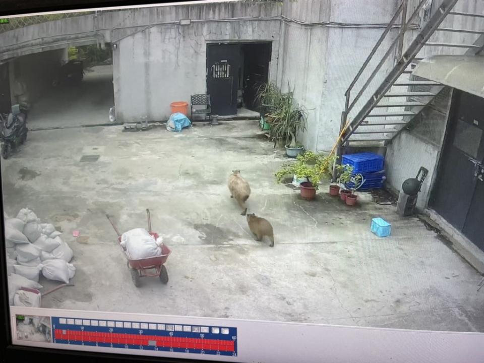 動物園監視器拍下水豚母子脫逃的畫面。（台北市立動物園提供）