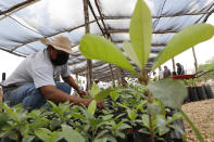 A man inspects seedlings at a Planting Life site, a jobs and reforestation program promoted by Mexican President Andres Manuel Lopez Obrador, in Kopoma, Yucatan state, Mexico, Thursday, April 22, 2021. President Lopez Obrador is making a strong push for his oft-questioned tree-planting program, trying to get the United States to help fund expansion of the program into Central America as a way to stem migration. (AP Photo/Martin Zetina)