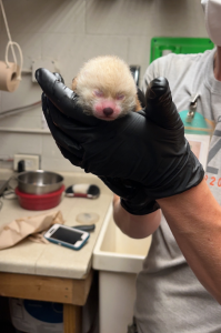 A baby red panda was born at Potter Park Zoo on July 21.