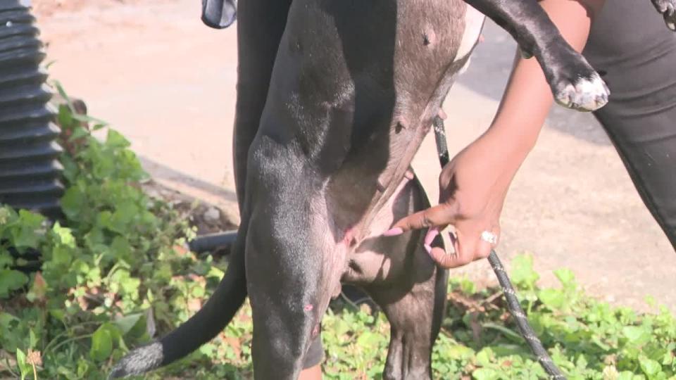 <div>Mylasia Hunnicutt shows where a bullet fragment, fired by a Clayton County deputy, hit her dog.</div> <strong>(Supplied)</strong>