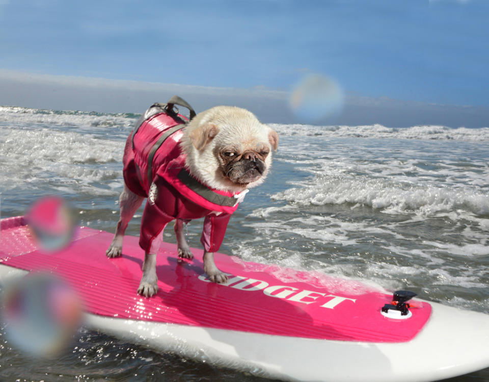 <p>Gidget, pug, surfing champion on her customized surfboard, Ocean Beach, San Diego, Calif. (Photograph by Lara Jo Regan) </p>