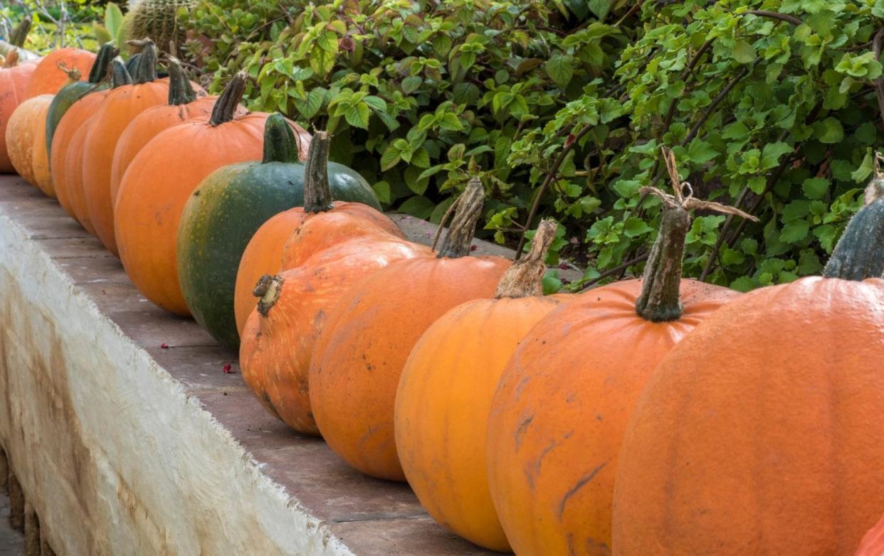 autumn pumpkin - http://www.gapphotos.com