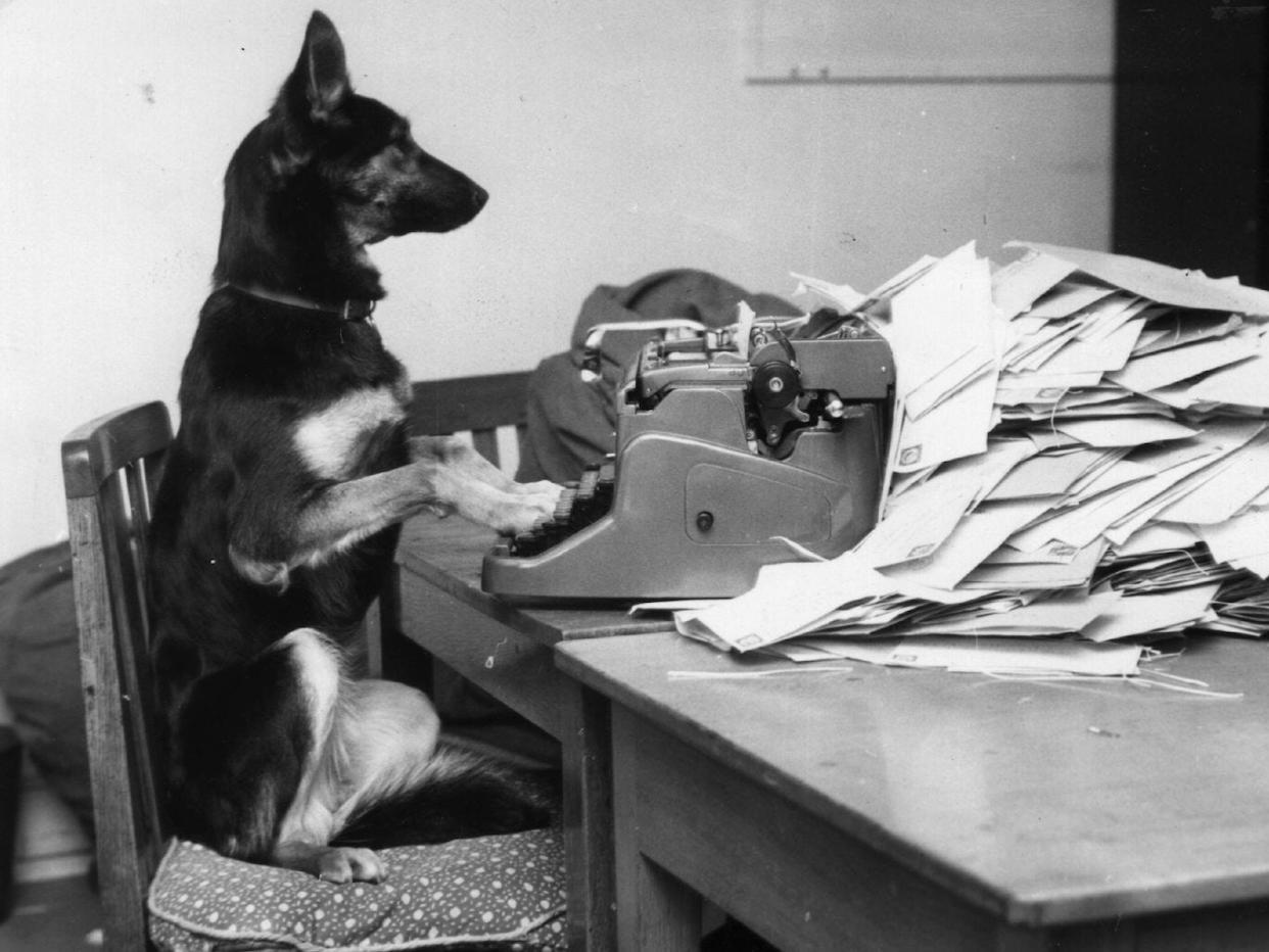 dog typewriter