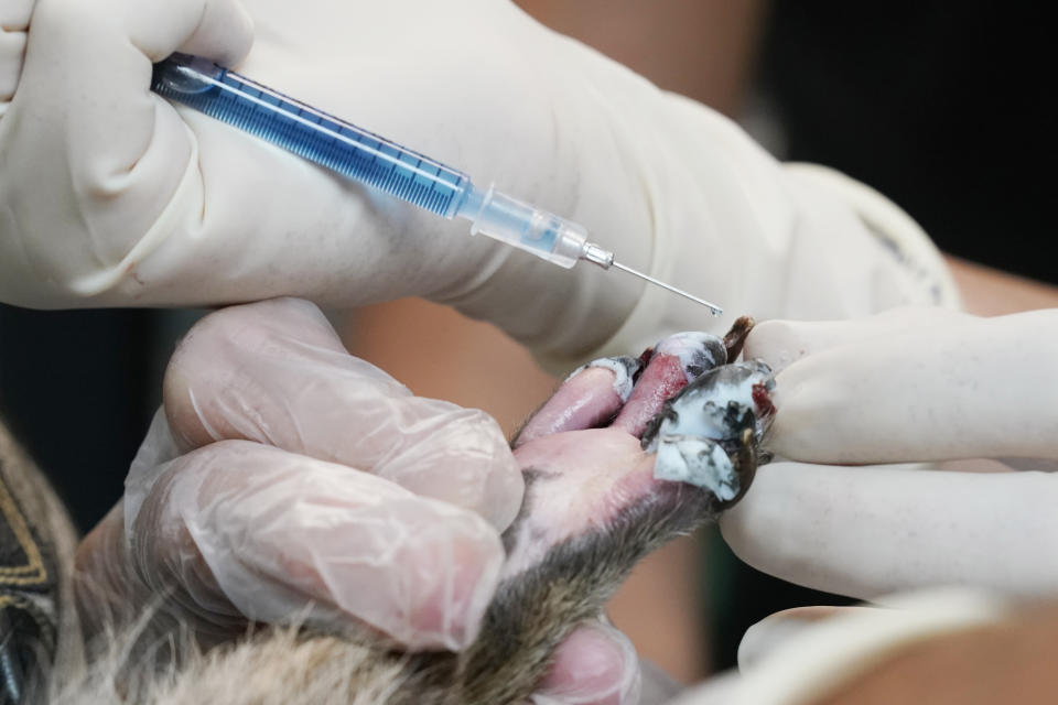 An adhesive is used as Tilapia Fish skin bandages applied to the burned paws of a raccoon at the Gold Country Wildlife Rescue in Auburn, Calif., Saturday Oct. 2, 2021. As wildfires die down in the far western United States, wildlife centers are still caring for animals that weren't able to flee the flames.(AP Photo/Rich Pedroncelli)