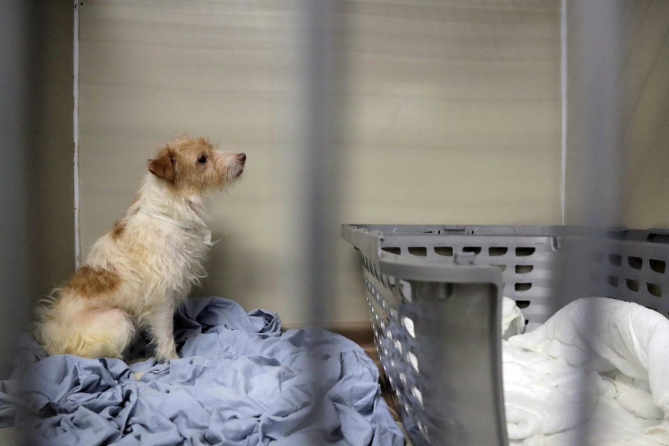 A Parson Russell terrier, one of many terriers confiscated from a home in Kingwood, N.J., sits in a kennel at St. Hubert's Animal Welfare Center after being treated, Friday, June 14, 2019, in Madison, N.J. Law enforcement officers and animal welfare groups went to the Kingwood home Tuesday to remove the dogs, which were mostly Russell terriers. Officials said the animals seemed to have had limited human contact and minimal to no veterinary care. No charges have been filed, but officials say they're continuing to investigate. (AP Photo/Julio Cortez)