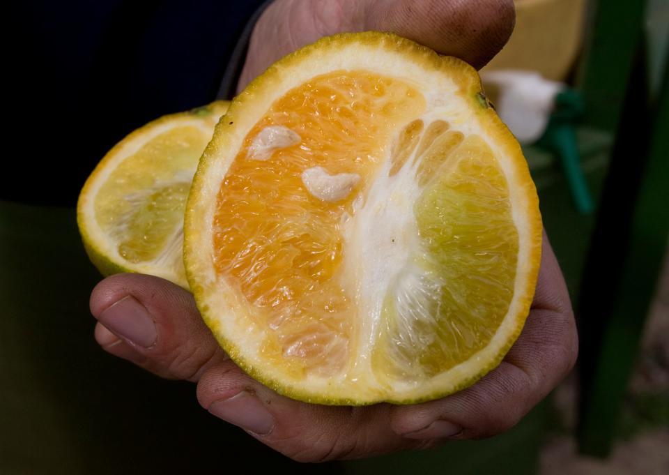 Citrus trees infected with citrus greening produce a fruit that is lopsided and contains mishaped seeds seen in a Hunt Brothers grove in Lake Wales on Jan. 15 , 2009.