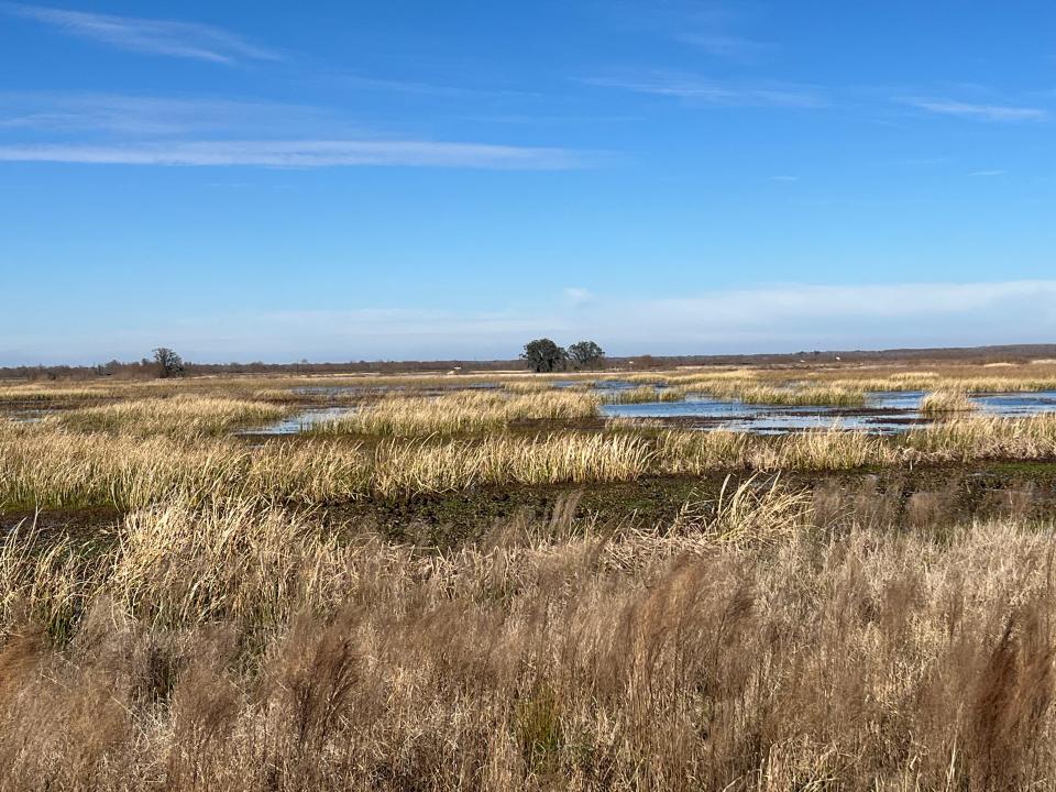 A recently completed project will protect 3,000 acres of freshwater wetlands at the Savannah National Wildlife Refuge from sea-level rise and extreme weather tied to climate change, as well as saltwater intrusion fueled by expansion of the nearby Port of Savannah.