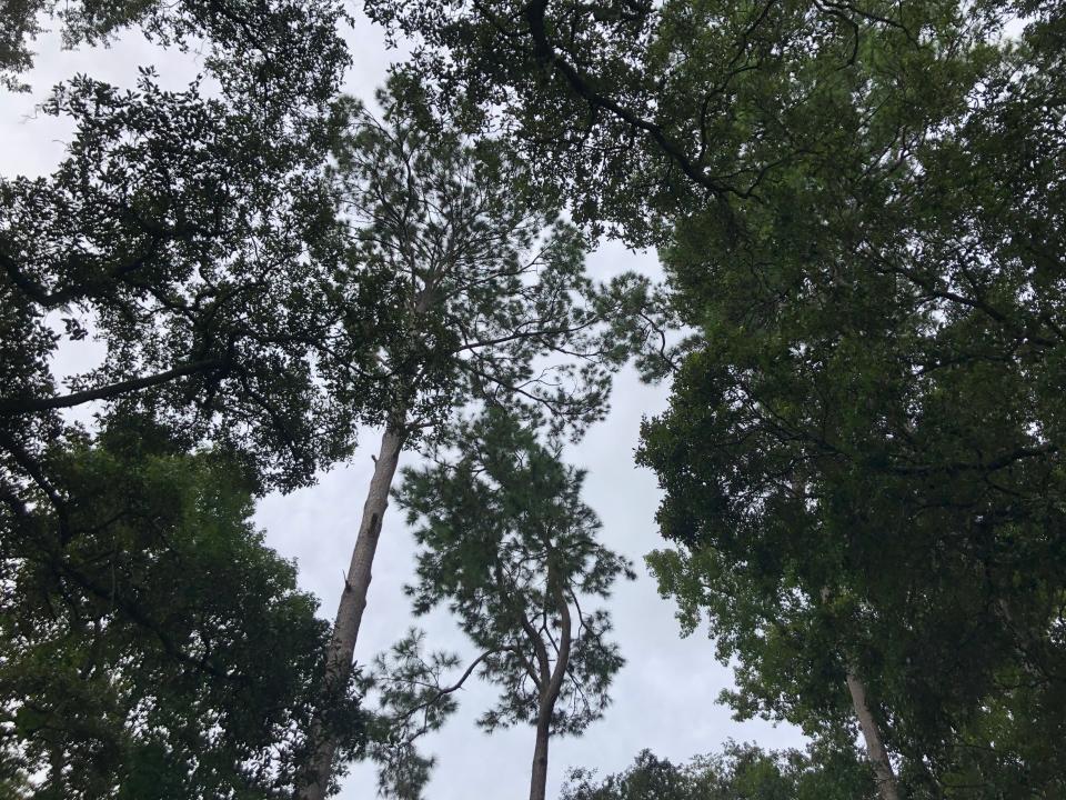 Loblolly pines and live oaks dominate the canopy in Walthall’s backyard.