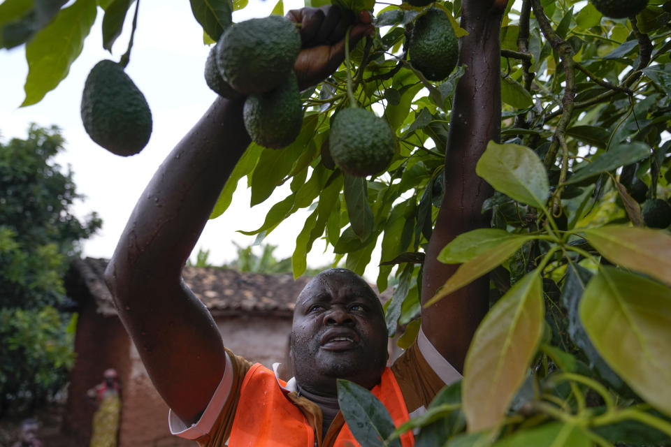 A farmer harvests avocados at a plantation in Kayanza province, Burundi, Sept. 18, 2024. (AP Photo/Brian Inganga)