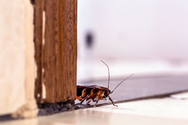 <p>Getty Images</p> American Cockroach