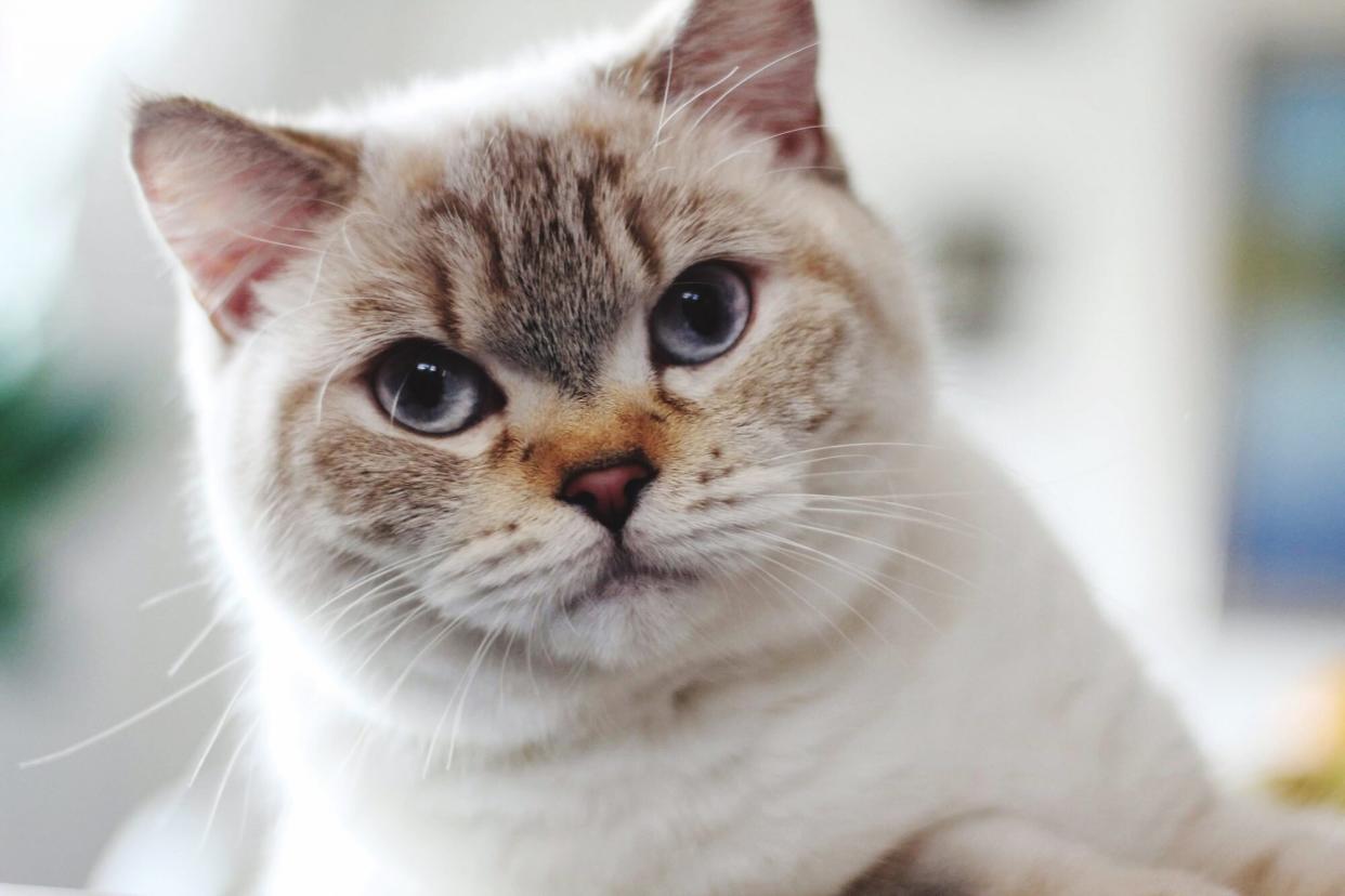 Portrait of British Shorthaired Cat