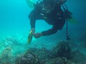 This handout photo, taken on January 22, 2013 and released by Philippine Coast Guard (PCG), shows a gov't diver investigating the damage to corals after a US navy minesweeper, the USS Guardian, ran aground on January 17 at the Tubbataha reef, off the western island of Palawan