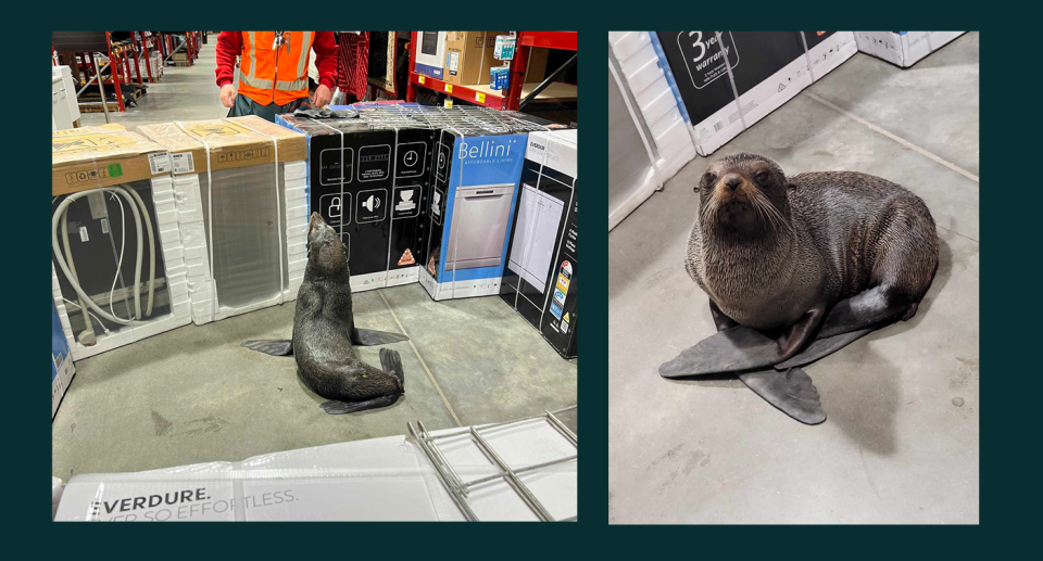 Left: the seal surrounded by objects in Bunnings. Right: A close-up of the seal.
