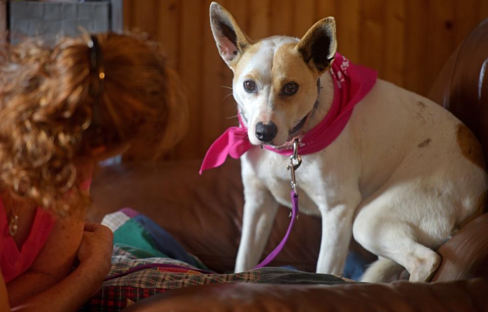 MILLBURY - Five years ago, Bay, a rescue Basenji, escaped from a Framingham home. She was found and trapped in Needham this week she was reunited with her owner, Renee Perry of Millbury.