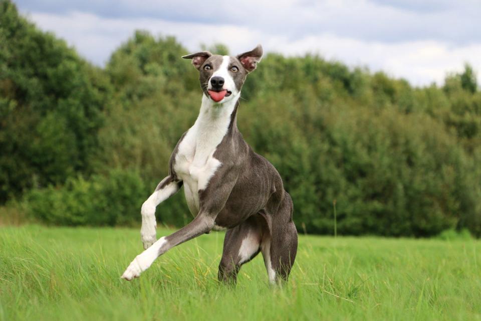 Whippet Dog Outdoors Grass