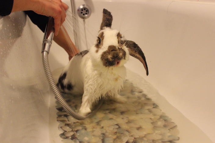 A white rabbit with brown eyes, ears and nose getting a wet bath in a bathtub. 