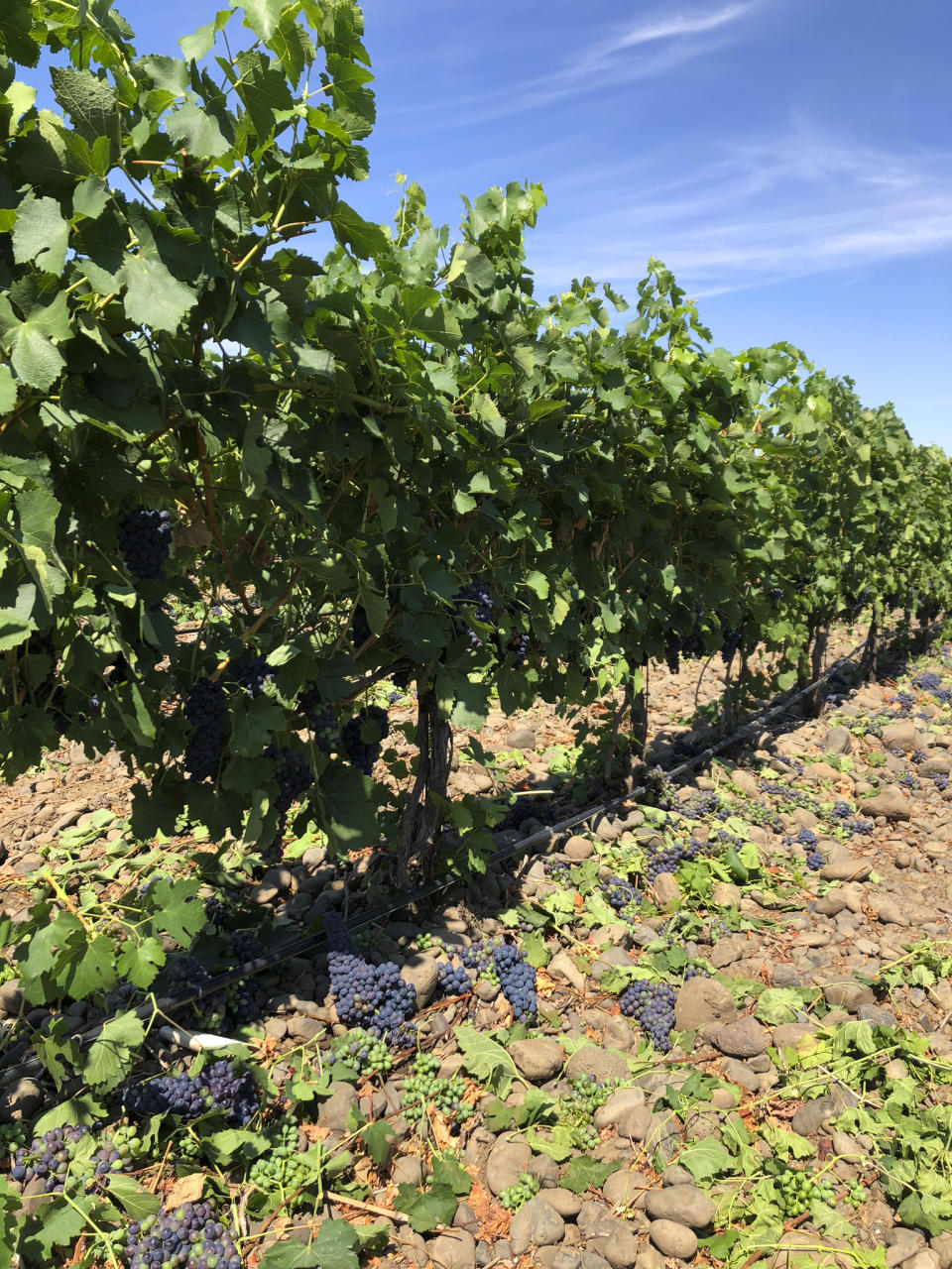 This Aug. 12, 2019 photo shows wine grapes growing amid the stones in the River Rock Vineyard in Milton-Freewater, Oregon. Southeastern Washington has been producing high-quality wines for decades. But in the past five years, the wineries of the Walla Walla Valley have drawn international accolades for the reds produced from the unique soil just across the border in Oregon.(AP Photo/Sally Carpenter Hale)