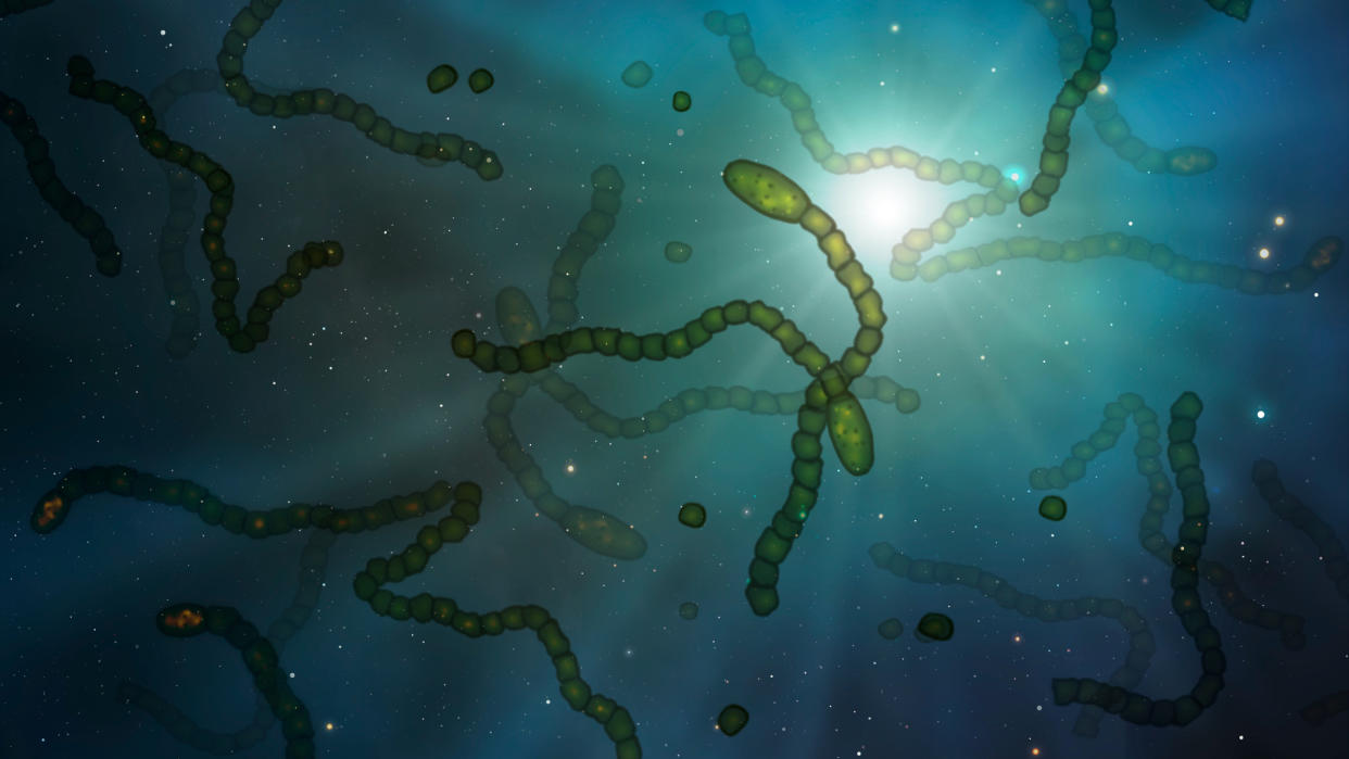  graphic illustrating astrobiology,  showing simple microbes against a backdrop of stars.  