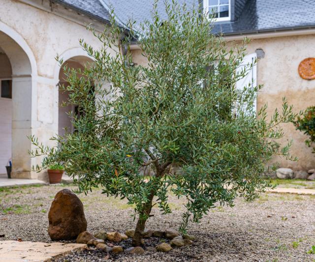 Are Olive Trees Right For Your Yard?