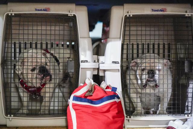 Photos: Boom the Bulldog takes his place as Uga XI at G-Day