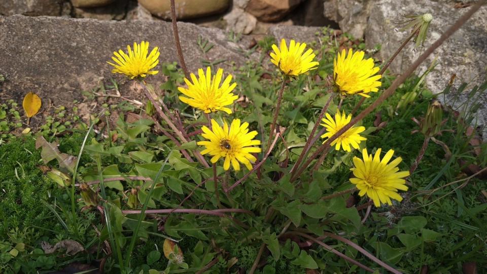 桂花泉登山步道是台灣蒲公英的棲地。   台中市政府/提供