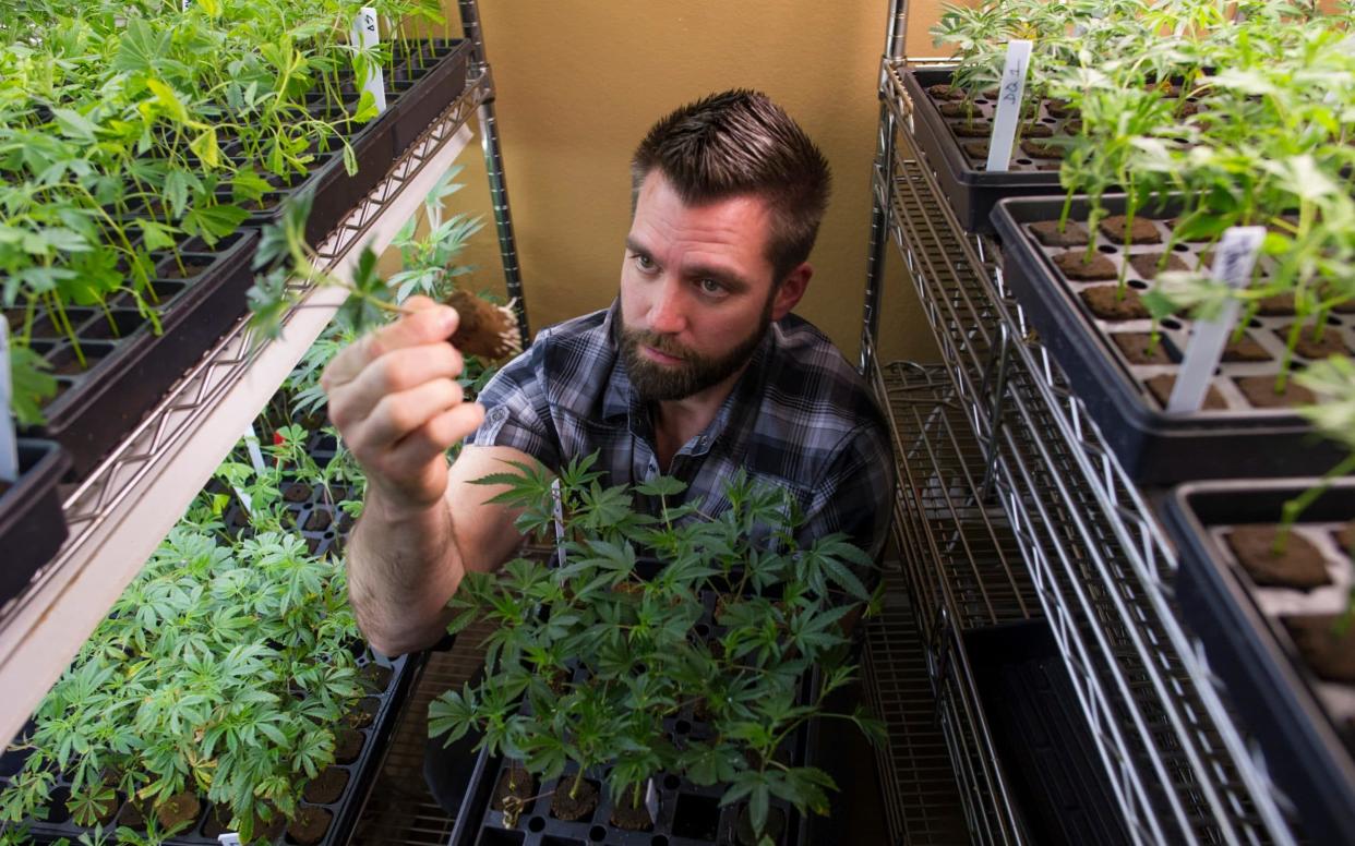 Inside a San Jose pot shop - Bloomberg