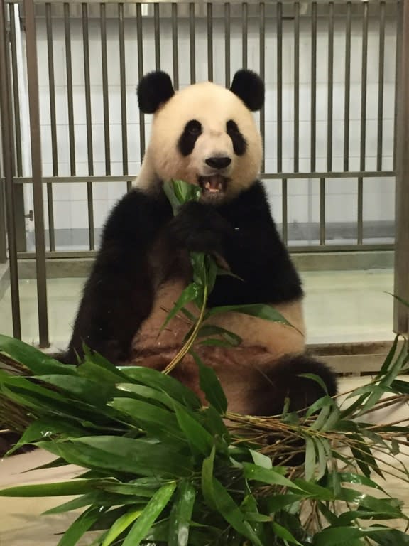 Giant panda Ying Ying, who lives at Hong Kong's Ocean Park