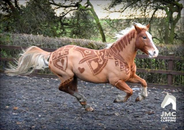 These Horses Have Really Amazing Haircuts