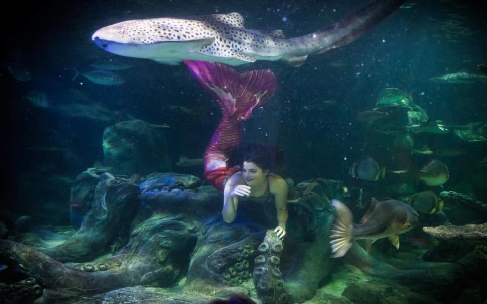 Circus Siren Pod performer at Sea Life aquarium in Concord. These performers are certified free divers, meaning they hold their breath for three to five minutes during a performance.