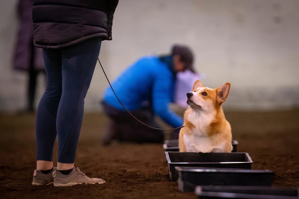 Raji, a 1-year-old Pembroke Welsh corgi, looks up at his handler during the first round of The Joriad North American Truffle Dog Championship at the Lane County Fairgrounds Saturday, Jan. 28, 2023.