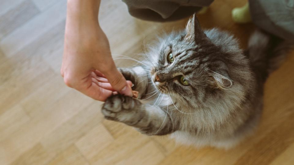 Feeding a cat human food