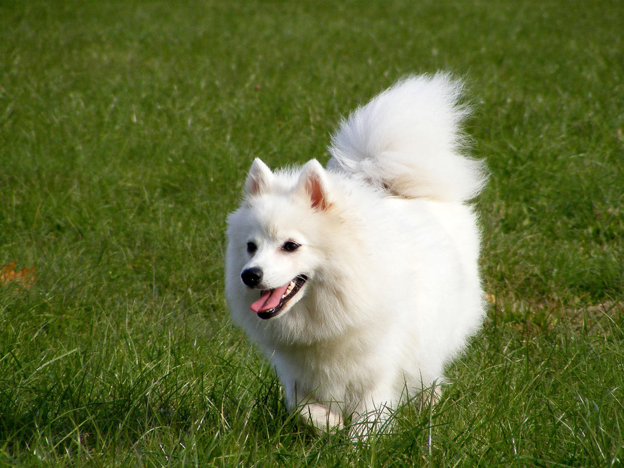 A man in Singapore was fined $3,000 for not keeping his Japanese Spitz on a leash in public despite repeated warnings. (Photo: Getty Images)