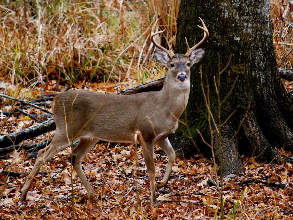 Alabama conservation officials are bracing for the inevitable introduction of chronic wasting disease to the state's deer population.