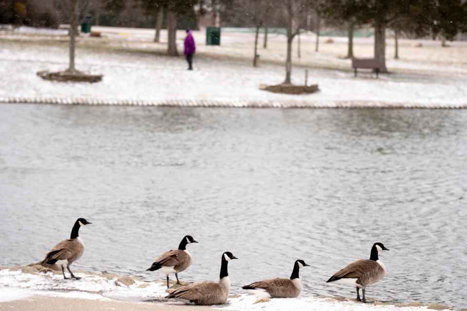 Geese rest next to the pond at Delhi Park during a snow storm in Delhi on Saturday, Jan. 13, 2024.