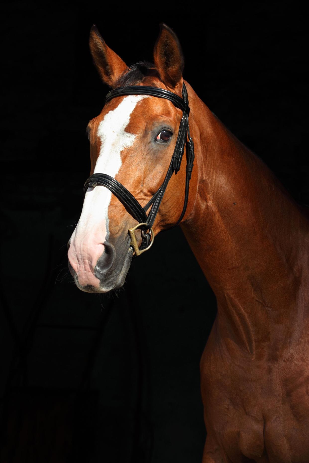 Portrait of a racing horse