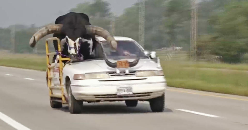 Nebraska police were in for a surprise after they got a call about a man driving through town with a “cow” in the passenger seat. Thinking it was a calf, they actually found a full sized bull, named Howdy Doody, riding shotgun with his owner who takes him to parades and fairs around the state. (News Channel Nebraska)