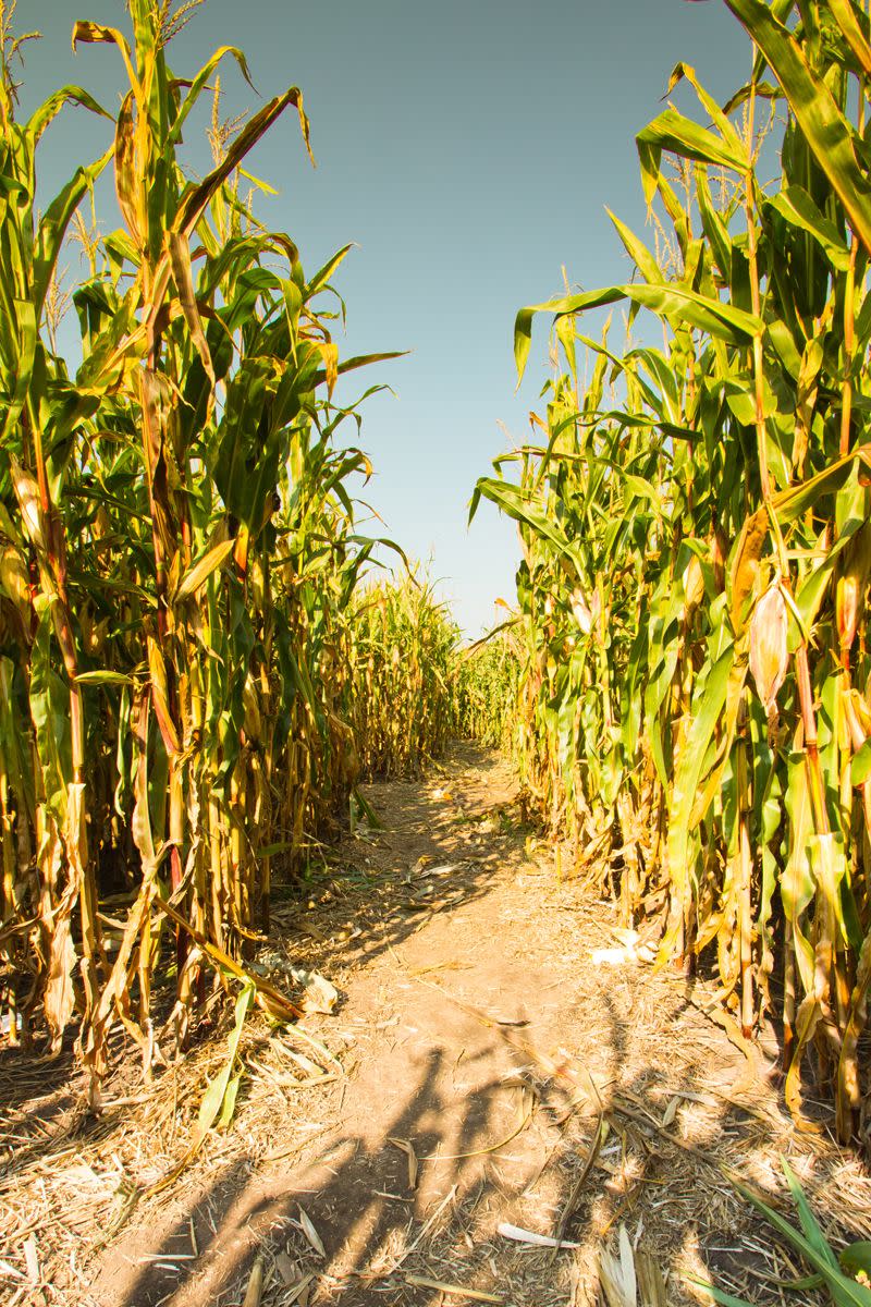 28) Navigate a Corn Maze