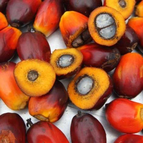 What is palm oil, and is it good for you?