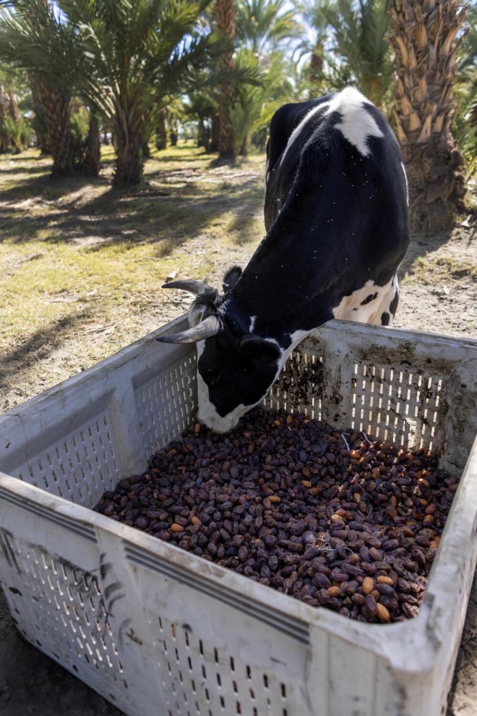 Cows play an important role on the Aziz Farms, eating grass, fertilizing the land.